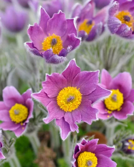 Pulsatilla Vulgaris,Pasque Flower, Pasqueflower, Meadow Anemone, April Fools, Badgers, Blue Money, Blue Tulip, Drought tolerant perennials, Purple perennial flowers, Evergreen perennial, Low maintenance perennial, perennial g