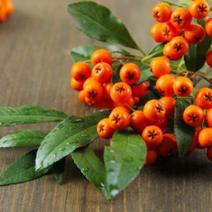 Pyracantha angustifolia 'Gnome',Narrowleaf Firethorn 'Gnome', Slender Firethorn 'Gnome', Woolly Firethorn 'Gnome', Evergreen Shrubs, White flowers, Orange Fruits, Yellow Fruits, drought tolerant flowers, Flowering Shrub