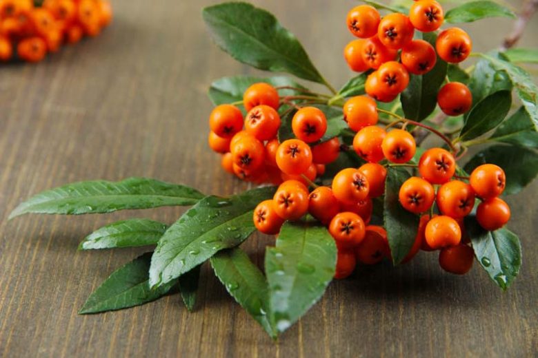 Pyracantha angustifolia 'Gnome',Narrowleaf Firethorn 'Gnome', Slender Firethorn 'Gnome', Woolly Firethorn 'Gnome', Evergreen Shrubs, White flowers, Orange Fruits, Yellow Fruits, drought tolerant flowers, Flowering Shrub