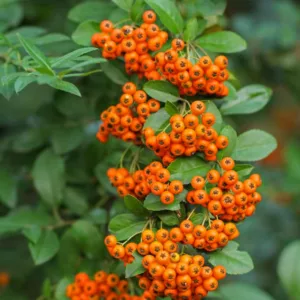 Pyracantha angustifolia 'Yukon Belle',Narrowleaf Firethorn 'Yukon Belle', Slender Firethorn 'Yukon Belle', Woolly Firethorn 'Yukon Belle', Evergreen Shrubs, White flowers, Orange Fruits, Yellow Fruits, drought tolerant flowers, Flowering Shrub