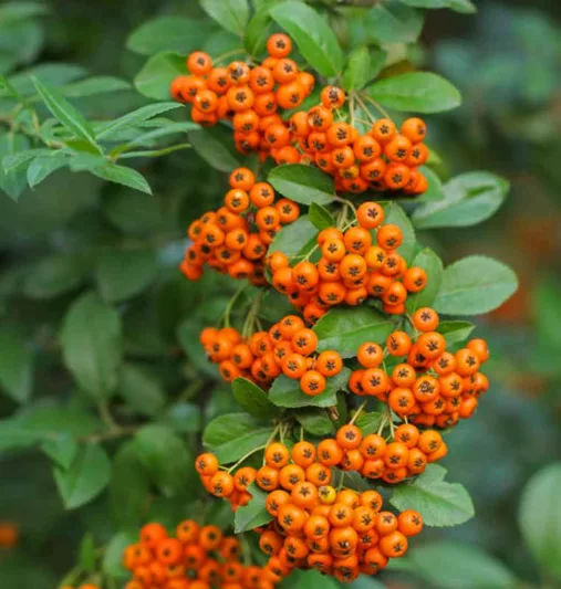 Pyracantha angustifolia 'Yukon Belle',Narrowleaf Firethorn 'Yukon Belle', Slender Firethorn 'Yukon Belle', Woolly Firethorn 'Yukon Belle', Evergreen Shrubs, White flowers, Orange Fruits, Yellow Fruits, drought tolerant flowers, Flowering Shrub