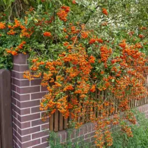 Pyracantha coccinea, Scarlet Firethorn, Egyptian Thorn, Everlasting Thorn, Fire Bush, Evergreen Shrubs, White flowers, Orange Fruits, Red Fruits, drought tolerant flowers, Flowering Shrub