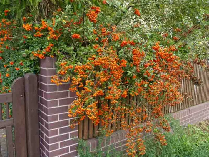 Pyracantha coccinea, Scarlet Firethorn, Egyptian Thorn, Everlasting Thorn, Fire Bush, Evergreen Shrubs, White flowers, Orange Fruits, Red Fruits, drought tolerant flowers, Flowering Shrub