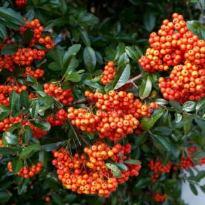 Pyracantha coccinea 'Kasan', Scarlet Firethorn 'Kasan', Egyptian Thorn 'Kasan', Everlasting Thorn 'Kasan', Fire Bush 'Kasan' Evergreen Shrubs, White flowers, Orange Fruits, Red Fruits, drought tolerant flowers, Flowering Shrub