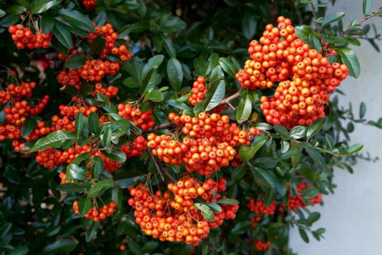 Pyracantha coccinea 'Kasan', Scarlet Firethorn 'Kasan', Egyptian Thorn 'Kasan', Everlasting Thorn 'Kasan', Fire Bush 'Kasan' Evergreen Shrubs, White flowers, Orange Fruits, Red Fruits, drought tolerant flowers, Flowering Shrub