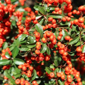 Pyracantha coccinea 'Lowboy', Scarlet Firethorn 'Lowboy', Egyptian Thorn 'Lowboy', Everlasting Thorn 'Lowboy', Fire Bush 'Lowboy' Evergreen Shrubs, White flowers, Orange Fruits, Red Fruits, drought tolerant flowers, Flowering Shrub