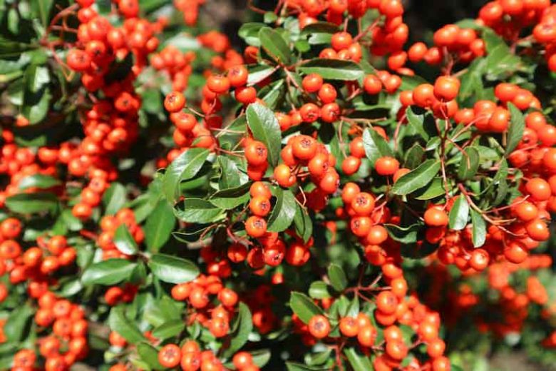 Pyracantha coccinea 'Lowboy', Scarlet Firethorn 'Lowboy', Egyptian Thorn 'Lowboy', Everlasting Thorn 'Lowboy', Fire Bush 'Lowboy' Evergreen Shrubs, White flowers, Orange Fruits, Red Fruits, drought tolerant flowers, Flowering Shrub