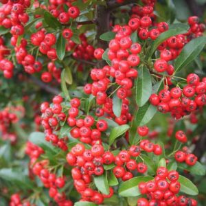 Pyracantha coccinea 'Red Cushion', Scarlet Firethorn 'Red Cushion', Egyptian Thorn 'Red Cushion', Everlasting Thorn 'Red Cushion', Fire Bush 'Red Cushion' Evergreen Shrubs, White flowers, Red berries, Red Fruits, drought tolerant flowers, Flowering Shrub
