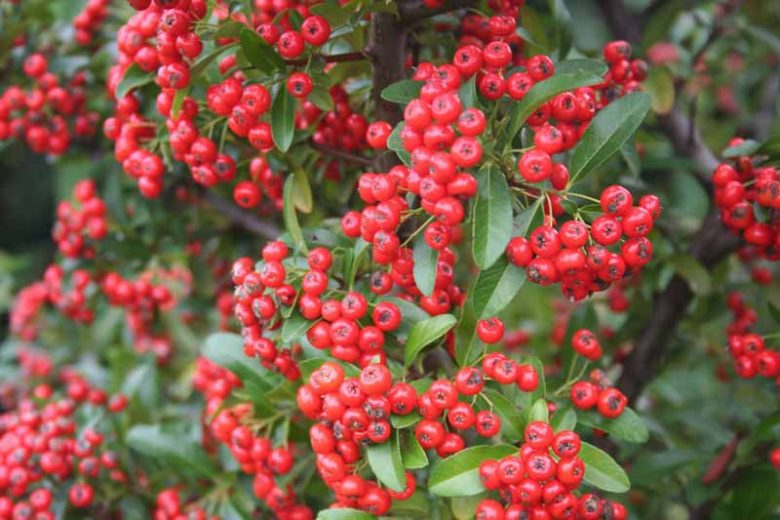 Pyracantha coccinea 'Red Cushion', Scarlet Firethorn 'Red Cushion', Egyptian Thorn 'Red Cushion', Everlasting Thorn 'Red Cushion', Fire Bush 'Red Cushion' Evergreen Shrubs, White flowers, Red berries, Red Fruits, drought tolerant flowers, Flowering Shrub