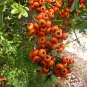 Pyracantha koidzumii 'Santa Cruz', Formosa Firethorn 'Santa Cruz', Taiwan Firethorn 'Santa Cruz', Evergreen Shrubs, White flowers, Orange Fruits, Red Fruits, drought tolerant flowers, Flowering Shrub