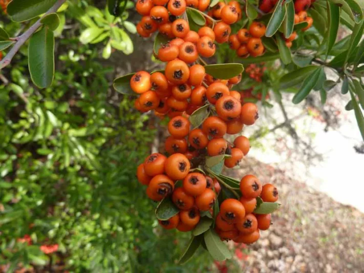 Pyracantha koidzumii 'Santa Cruz', Formosa Firethorn 'Santa Cruz', Taiwan Firethorn 'Santa Cruz', Evergreen Shrubs, White flowers, Orange Fruits, Red Fruits, drought tolerant flowers, Flowering Shrub