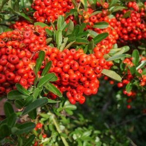 Pyracantha koidzumii 'Victory', Formosa Firethorn 'Victory', Taiwan Firethorn 'Victory', Evergreen Shrubs, White flowers, Orange Fruits, Red Fruits, drought tolerant flowers, Flowering Shrub
