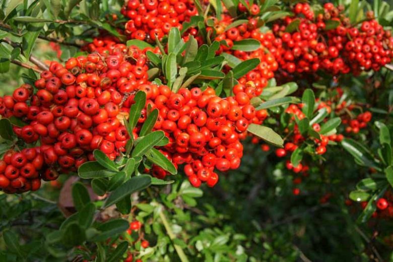 Pyracantha koidzumii 'Victory', Formosa Firethorn 'Victory', Taiwan Firethorn 'Victory', Evergreen Shrubs, White flowers, Orange Fruits, Red Fruits, drought tolerant flowers, Flowering Shrub