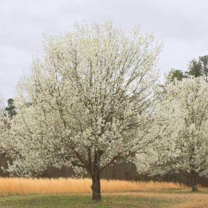 Pyrus calleryana 'Bradford', Callery Pear 'Bradford', Bradford Callery Pear, Pear Tree