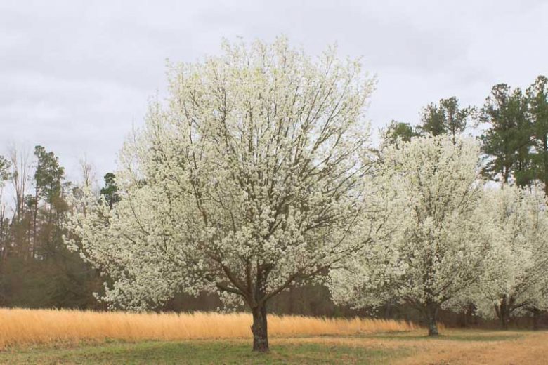 Pyrus calleryana 'Bradford', Callery Pear 'Bradford', Bradford Callery Pear, Pear Tree