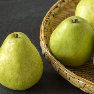 Pyrus communis 'Anjou', Pear 'Anjou', Anjou  Pear, Pyrus 'Anjou', Pyrus 'D'Anjou', Pyrus 'Beurre d'Anjou', European Pear, Common Pear, Wild Pear, Choke, Yellow Pear, White Flowers