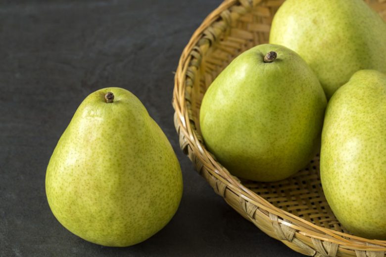 Pyrus communis 'Anjou', Pear 'Anjou', Anjou  Pear, Pyrus 'Anjou', Pyrus 'D'Anjou', Pyrus 'Beurre d'Anjou', European Pear, Common Pear, Wild Pear, Choke, Yellow Pear, White Flowers