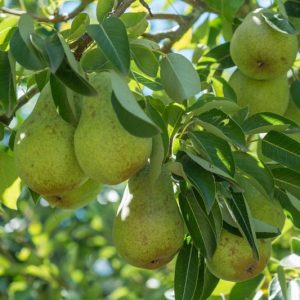 Pyrus communis 'Bartlett', Pear 'Bartlett', Bartlett Pear, Pyrus 'Bartlett', Pyrus communis 'Williams' Bon Chretien', Pear 'Williams' Bon Chretien', Williams' Bon Chretien Pear, Pyrus 'Williams' Bon Chretien', European Pear, Common Pear, Wild Pear, Choke Pear, Yellow Pear, White flowers,