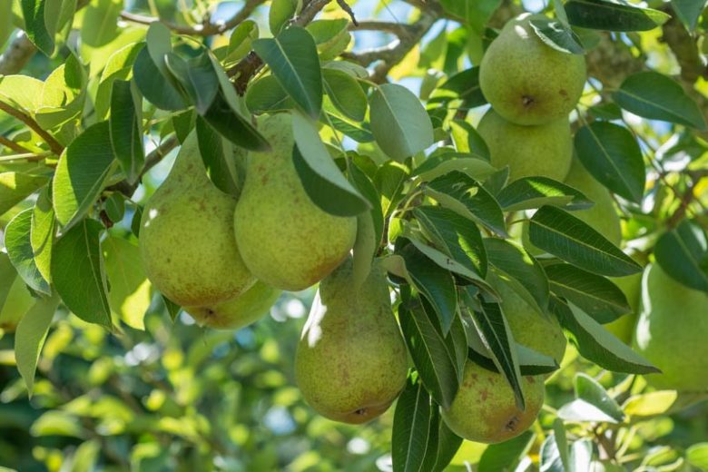 Pyrus communis 'Bartlett', Pear 'Bartlett', Bartlett Pear, Pyrus 'Bartlett', Pyrus communis 'Williams' Bon Chretien', Pear 'Williams' Bon Chretien', Williams' Bon Chretien Pear, Pyrus 'Williams' Bon Chretien', European Pear, Common Pear, Wild Pear, Choke Pear, Yellow Pear, White flowers,