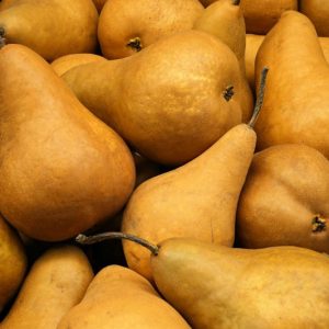 Pyrus communis 'Bosc', Pear 'Bosc', Bosc Pear, Pyrus 'Bosc', Pyrus 'Beurre Bosc', Pyrus 'Golden Russet', European Pear, Common Pear, Wild Pear, Choke, Yellow Pear, White Flowers