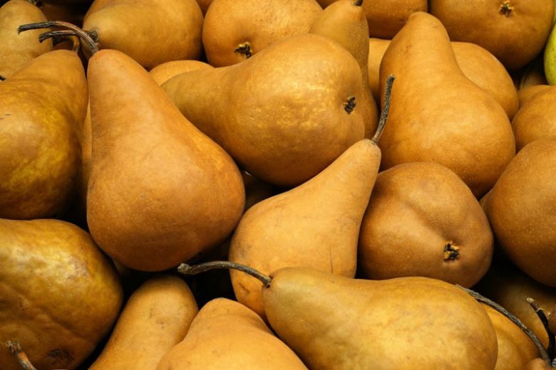 Pyrus communis 'Bosc', Pear 'Bosc', Bosc Pear, Pyrus 'Bosc', Pyrus 'Beurre Bosc', Pyrus 'Golden Russet', European Pear, Common Pear, Wild Pear, Choke, Yellow Pear, White Flowers