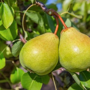 Pyrus communis 'Comice', Pear 'Comice', Comice Pear, Pyrus 'Comice', Pyrus communis 'Doyenne du Comice', Pyrus communis 'Royal Riviera', European Pear, Common Pear, Wild Pear, Choke Pear, European Pear, Common Pear, Wild Pear, Choke, Red Pear