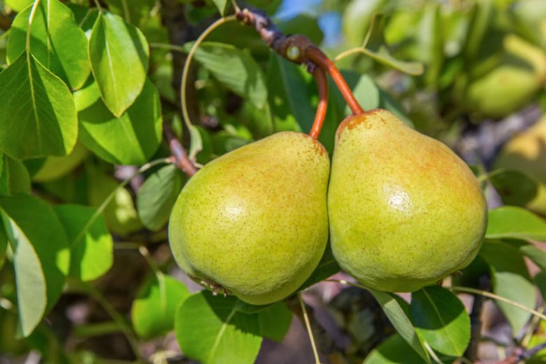 Pyrus communis 'Comice', Pear 'Comice', Comice Pear, Pyrus 'Comice', Pyrus communis 'Doyenne du Comice', Pyrus communis 'Royal Riviera', European Pear, Common Pear, Wild Pear, Choke Pear, European Pear, Common Pear, Wild Pear, Choke, Red Pear