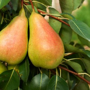 Pyrus communis 'Harrow Sweet', Pear 'Harrow Sweet', Harrow Sweet Pear, Pyrus 'Harrow Sweet', European Pear, Common Pear, Wild Pear, Choke, Red Pear