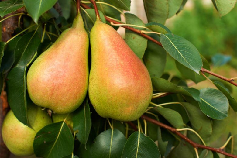Pyrus communis 'Harrow Sweet', Pear 'Harrow Sweet', Harrow Sweet Pear, Pyrus 'Harrow Sweet', European Pear, Common Pear, Wild Pear, Choke, Red Pear