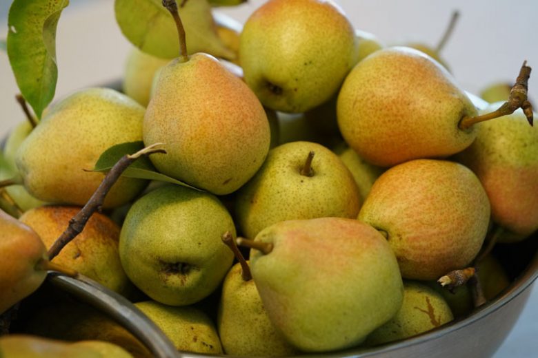Pyrus communis 'Kieffer', Pear 'Kieffer', Kieffer  Pear, Pyrus 'Kieffer', European Pear, Common Pear, Wild Pear, Choke, Yellow Pear, White Flowers
