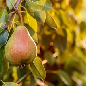 Pyrus communis 'Moonglow', Pear 'Moonglow', Moonglow Pear, Pyrus 'Moonglow', European Pear, Common Pear, Wild Pear, Choke, Yellow Pear, White Flowers