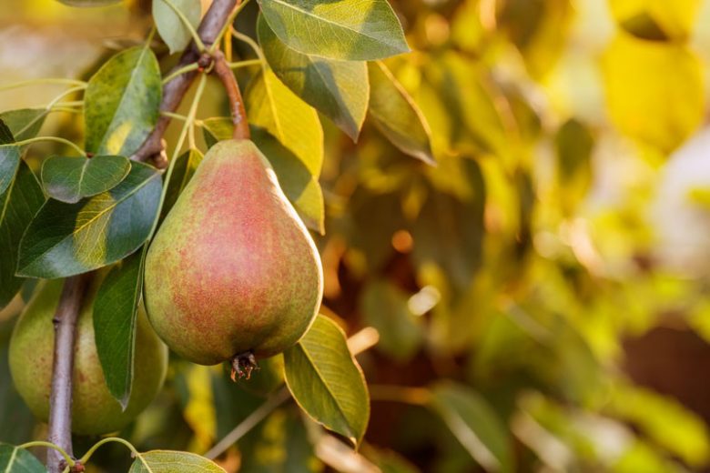 Pyrus communis 'Moonglow', Pear 'Moonglow', Moonglow Pear, Pyrus 'Moonglow', European Pear, Common Pear, Wild Pear, Choke, Yellow Pear, White Flowers