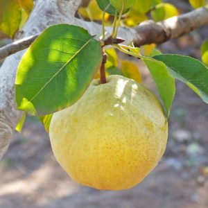 Pyrus communis 'Orient', Pear 'Orient', Orient Pear, Pyrus 'Orient', European Pear, Common Pear, Wild Pear, Choke, Yellow Pear, White Flowers