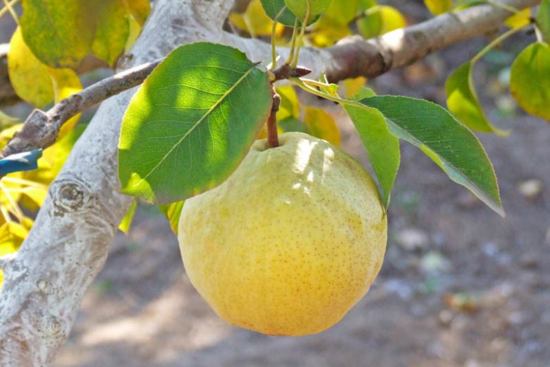 Pyrus communis 'Orient', Pear 'Orient', Orient Pear, Pyrus 'Orient', European Pear, Common Pear, Wild Pear, Choke, Yellow Pear, White Flowers