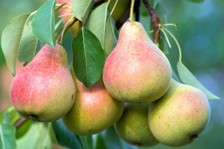Pyrus communis 'Red Clapp's Favorite', Pear 'Red Clapp's Favorite', Red Clapp's Favorite Pear, Pyrus 'Red Clapp's Favorite', European Pear, Common Pear, Wild Pear, Choke, Red Pear