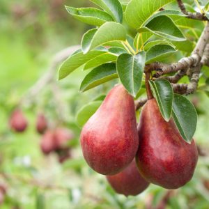 Pyrus communis 'Red Sensation Bartlett', Pear 'Red Sensation Bartlett', Red Sensation Bartlett Pear, Pyrus 'Red Sensation Bartlett', European Pear, Common Pear, Wild Pear, Choke, Red Pear