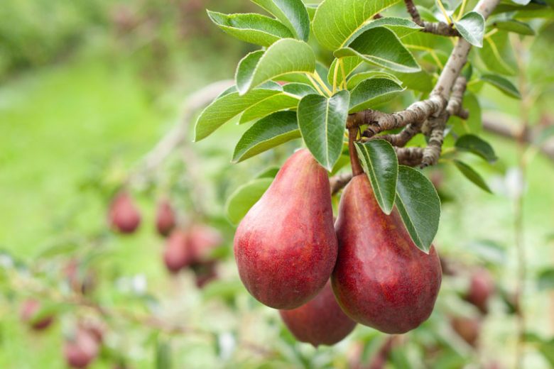 Pyrus communis 'Red Sensation Bartlett', Pear 'Red Sensation Bartlett', Red Sensation Bartlett Pear, Pyrus 'Red Sensation Bartlett', European Pear, Common Pear, Wild Pear, Choke, Red Pear