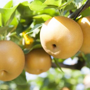 Pyrus pyrifolia 'Shinseiki',Pear 'Shinseiki', Shinseiki Pear, Pyrus 'Shinseiki', Asian Pear, Chinese Sand Pear, Yellow Pear, White Flowers