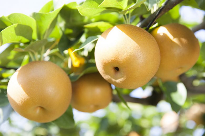 Pyrus pyrifolia 'Shinseiki',Pear 'Shinseiki', Shinseiki Pear, Pyrus 'Shinseiki', Asian Pear, Chinese Sand Pear, Yellow Pear, White Flowers