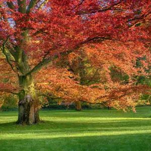 Quercus rubra, Red Oak, American Red Oak, Northern Red Oak, Quercus borealis, Tree with fall color, Fall color, Attractive bark Tree