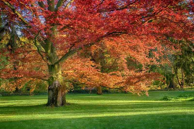 Quercus rubra, Red Oak, American Red Oak, Northern Red Oak, Quercus borealis, Tree with fall color, Fall color, Attractive bark Tree