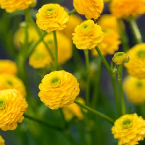 Ranunculus acris 'Flore Pleno', Double Meadow Buttercup, Bachelor's Buttons, Double Upright Crowfoot, Gold Buttons, King's Knobs, Soldier's Buttons, Yellow Bachelor's Buttons, spring flowering bulb, fall flowering bulb, Yellow flowers, Yellow Ranunculus