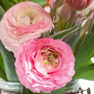 Persian buttercup Cloni Pon-Pon Hermione, Ranunculus Asiaticus Cloni Pon-Pon Hermione, Turban Buttercup Cloni Pon-Pon Hermione, Persian Crowfoot Cloni Pon-Pon Hermione, spring flowering bulb, fall flowering bulb, Pink flowers, Pink Ranunculus