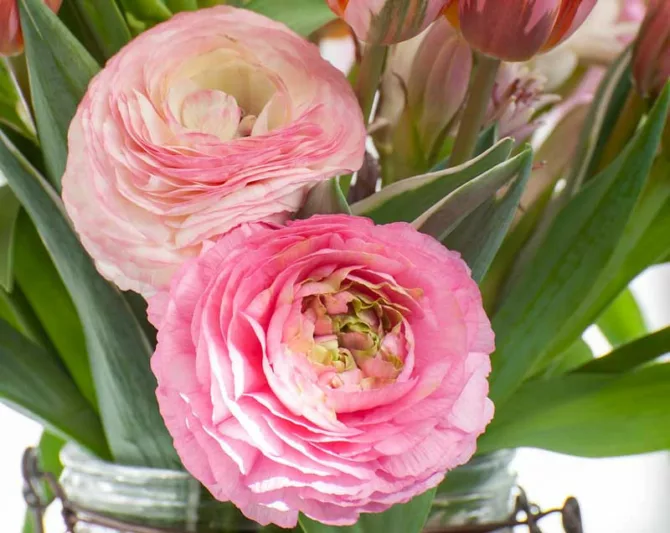 Persian buttercup Cloni Pon-Pon Hermione, Ranunculus Asiaticus Cloni Pon-Pon Hermione, Turban Buttercup Cloni Pon-Pon Hermione, Persian Crowfoot Cloni Pon-Pon Hermione, spring flowering bulb, fall flowering bulb, Pink flowers, Pink Ranunculus