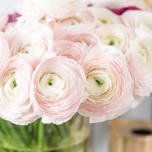 Persian buttercup Cloni Success Hanoi, Ranunculus Asiaticus Cloni Success Hanoi, Turban Buttercup Cloni Success Hanoi, Persian Crowfoot Cloni Success Hanoi, spring flowering bulb, fall flowering bulb, Pink flowers, Pink Ranunculus