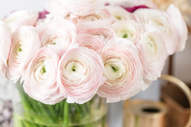 Persian buttercup Cloni Success Hanoi, Ranunculus Asiaticus Cloni Success Hanoi, Turban Buttercup Cloni Success Hanoi, Persian Crowfoot Cloni Success Hanoi, spring flowering bulb, fall flowering bulb, Pink flowers, Pink Ranunculus
