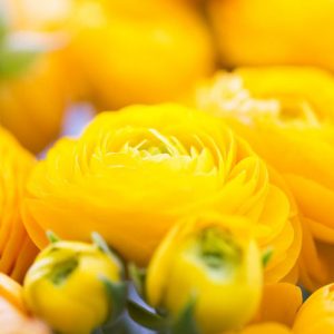 Persian buttercup Delano Yellow, Ranunculus Asiaticus Delano Yellow, Turban Buttercup Delano Yellow, Persian Crowfoot Delano Yellow, spring flowering bulb, fall flowering bulb, Yellow flowers, Yellow Ranunculus