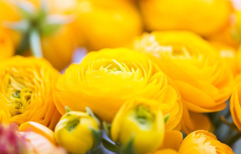 Persian buttercup Delano Yellow, Ranunculus Asiaticus Delano Yellow, Turban Buttercup Delano Yellow, Persian Crowfoot Delano Yellow, spring flowering bulb, fall flowering bulb, Yellow flowers, Yellow Ranunculus