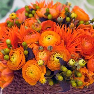 Persian buttercup Elegance Orange, Ranunculus Asiaticus Elegance Orange, Turban Buttercup Elegance Orange, Persian Crowfoot Elegance Orange, spring flowering bulb, fall flowering bulb, Orange flowers, Orange Ranunculus