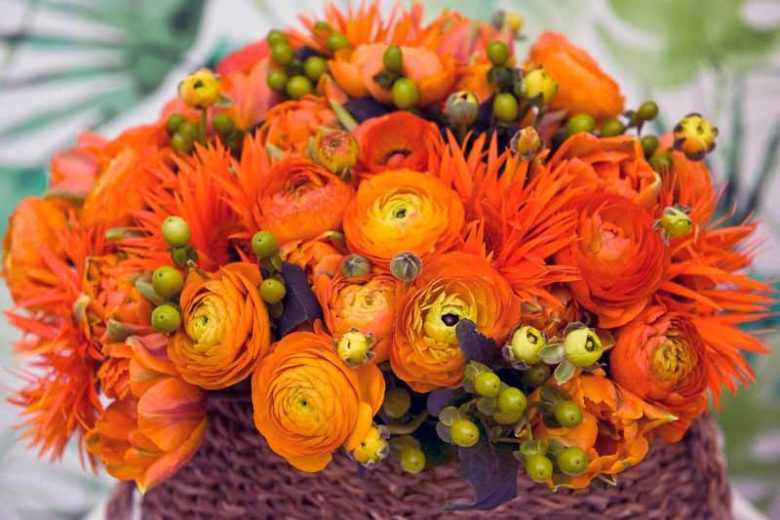 Persian buttercup Elegance Orange, Ranunculus Asiaticus Elegance Orange, Turban Buttercup Elegance Orange, Persian Crowfoot Elegance Orange, spring flowering bulb, fall flowering bulb, Orange flowers, Orange Ranunculus